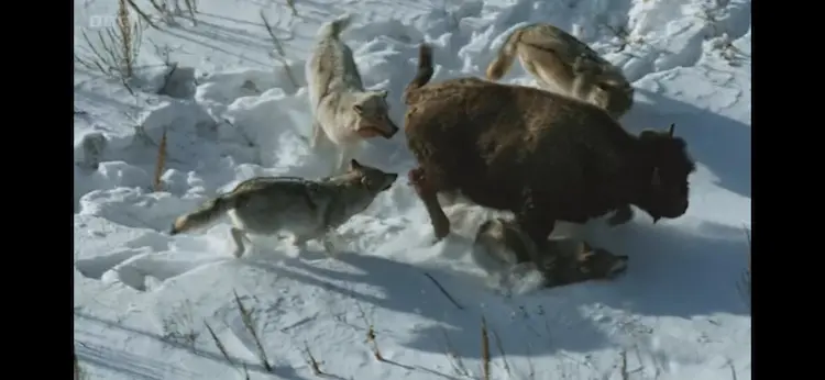 Wood bison (Bison bison athabascae) as shown in Frozen Planet II - Frozen Lands